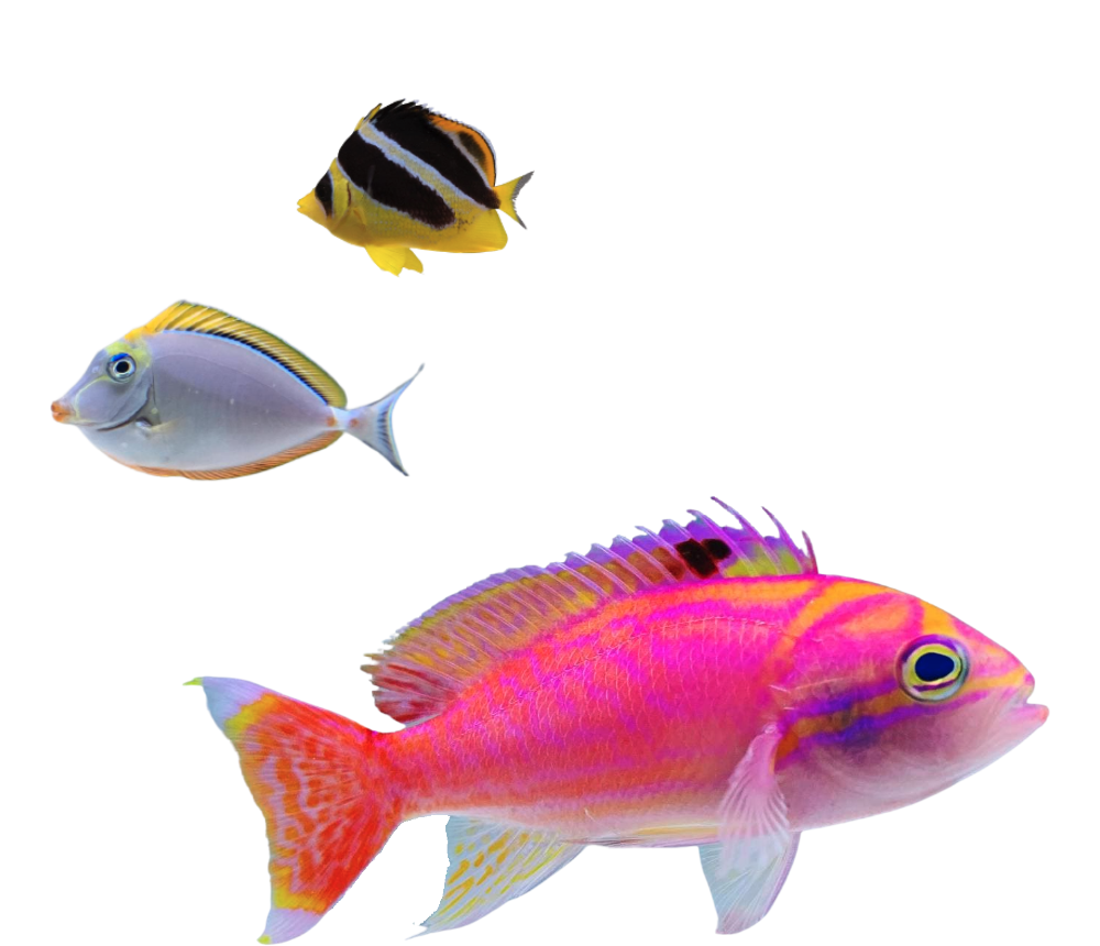 aquarium-fish-03